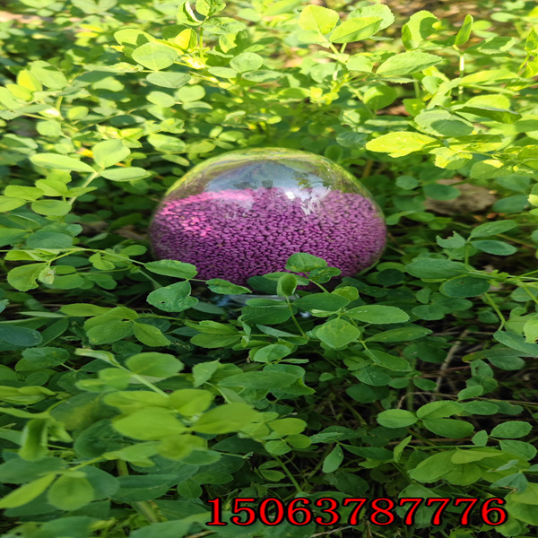 苜蓿草籽什么時間種