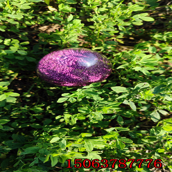 哪里有賣紫花苜蓿草草籽的