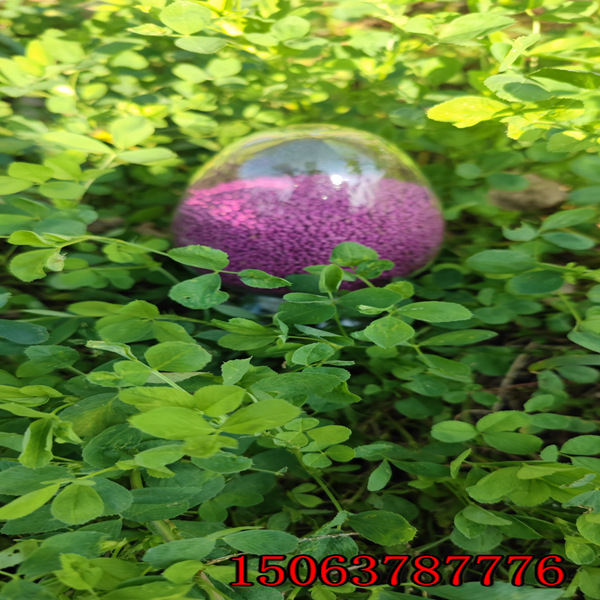 哪里有賣紫花苜蓿草草籽的