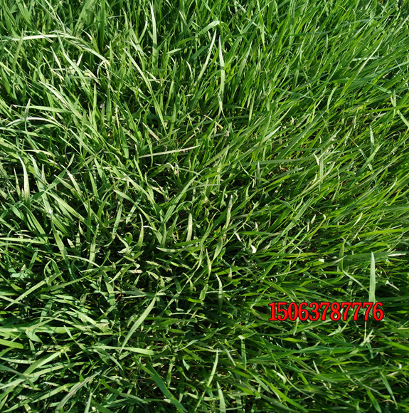 黑麥草種子多少錢？