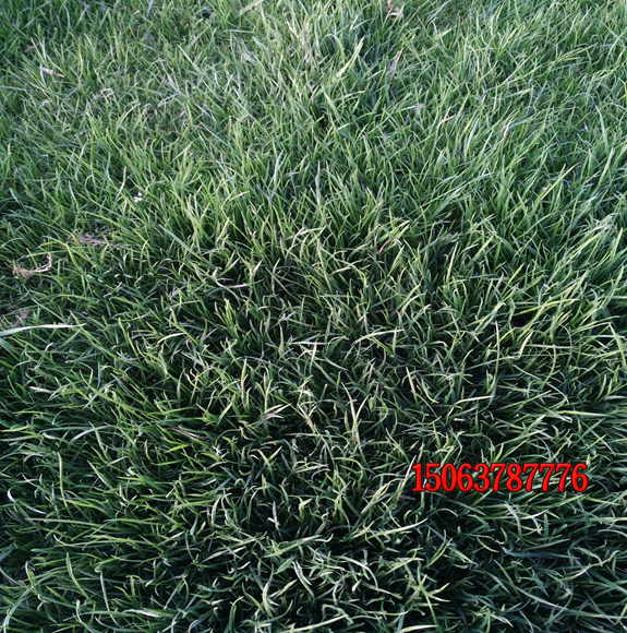 黑麥草可以做護坡草嗎？