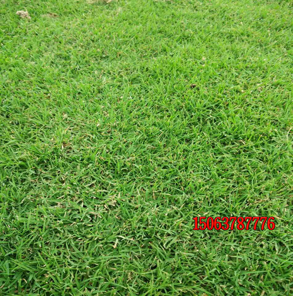 黑麥草護坡效果怎么樣？