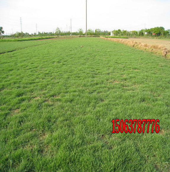 黑麥草護坡效果怎么樣？