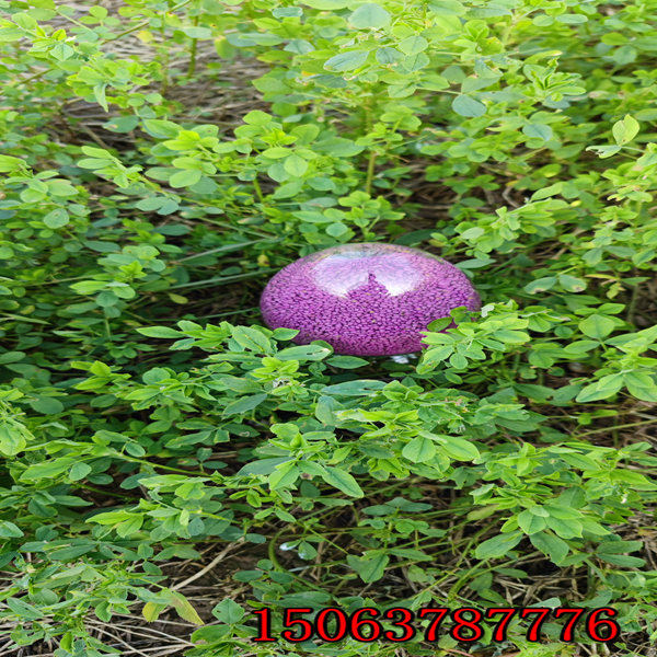 紫花苜蓿草籽價錢