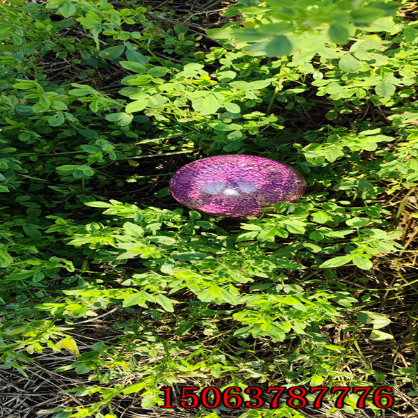 紫花苜蓿草籽價錢