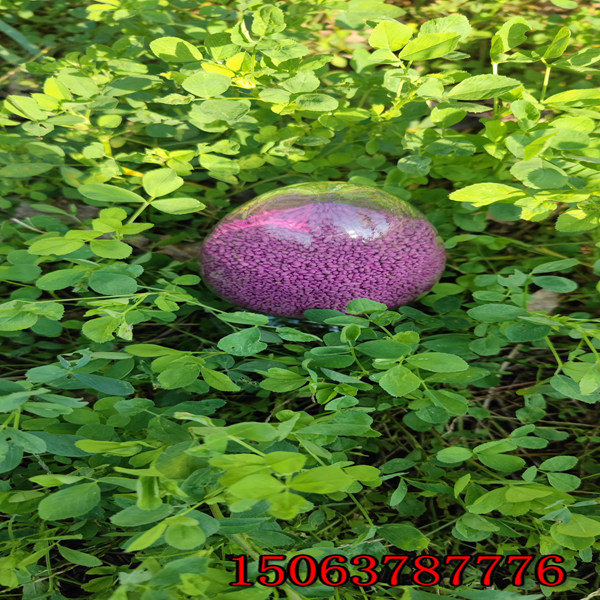 哪里賣紫花苜蓿草籽