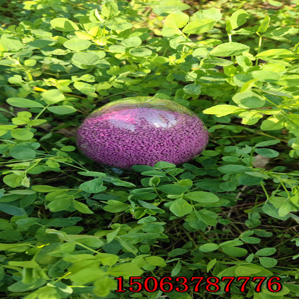 哪里賣紫花苜蓿草籽