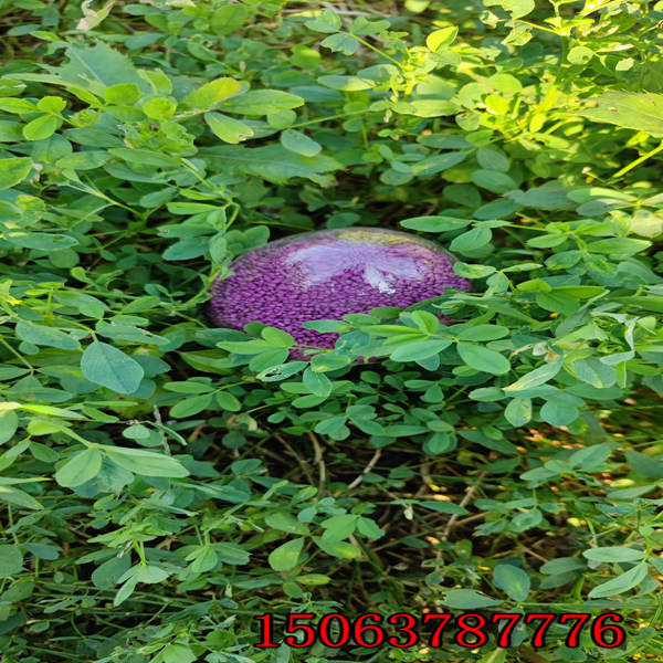 苜蓿草籽國產和進口哪個好
