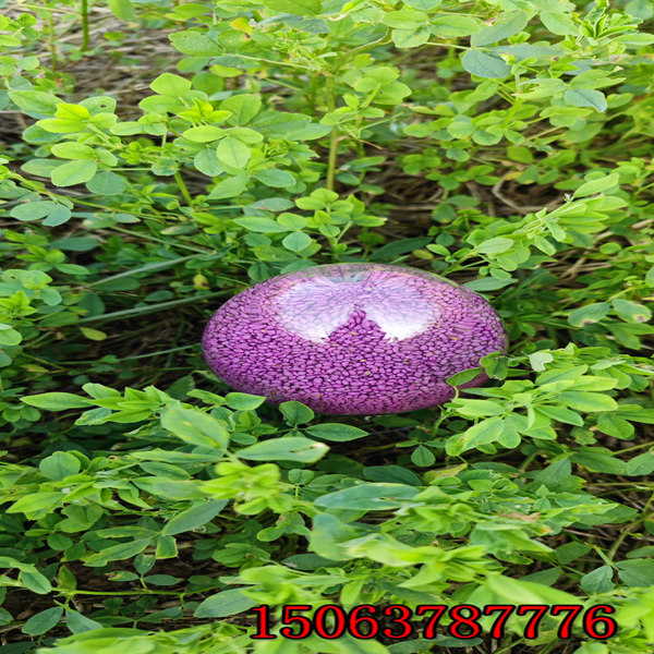 紫花苜蓿草籽怎么播種