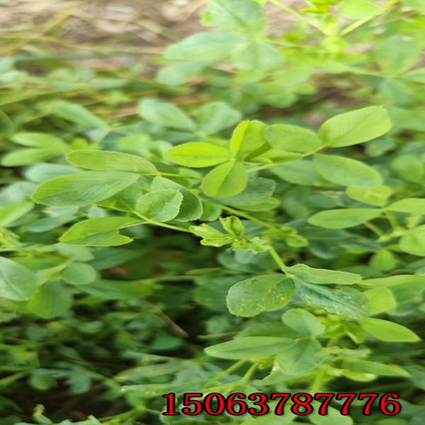 苜蓿草籽怎樣播種