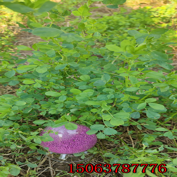 紫花苜蓿草籽荒山種植怎么樣