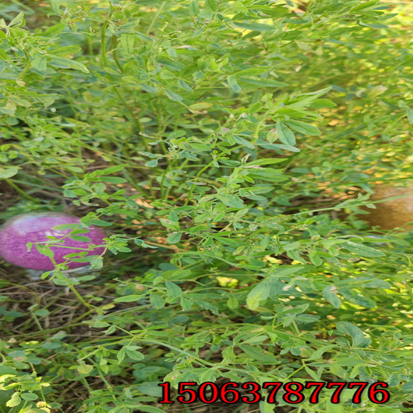 紫花苜蓿草籽荒山種植怎么樣