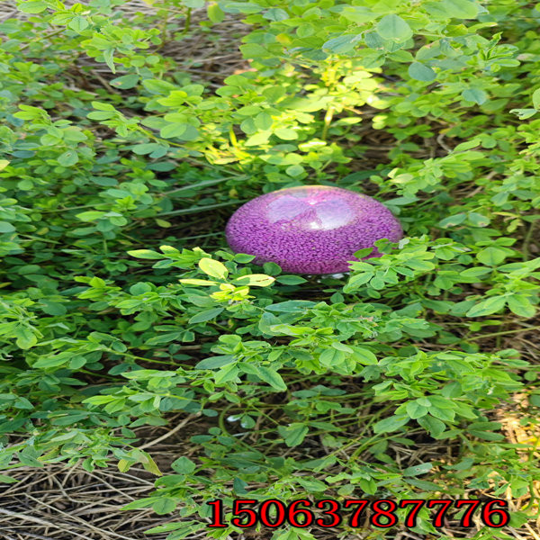 長春市紫花苜蓿草籽經銷處