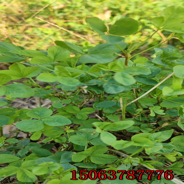 長春市紫花苜蓿草籽經銷處