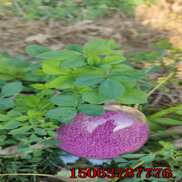 苜蓿草籽兒
