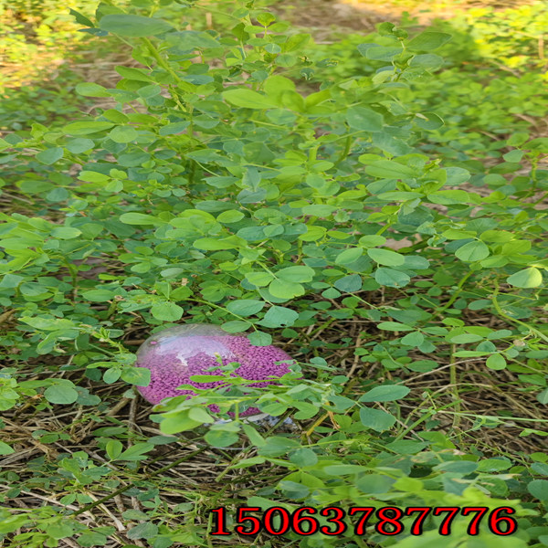 苜蓿草籽兒