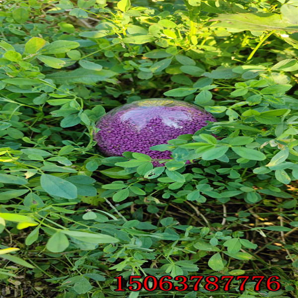 苜蓿草籽是怎么來的