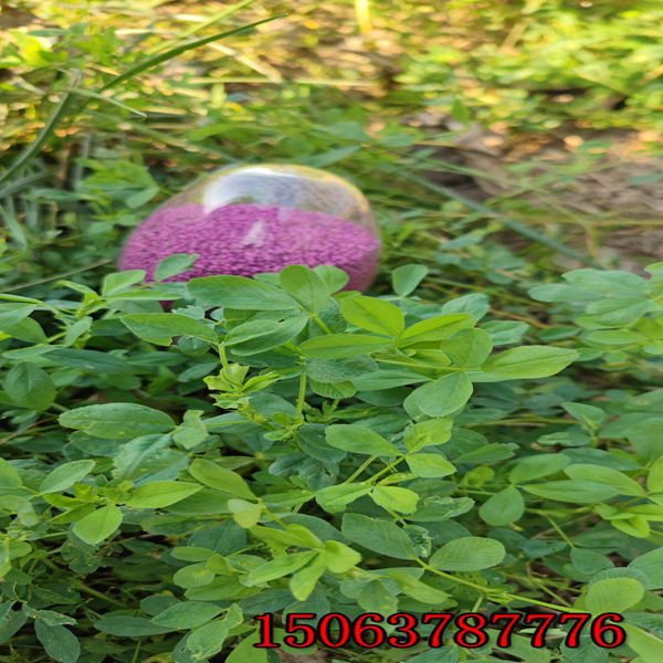 唐山哪里有賣苜蓿草籽