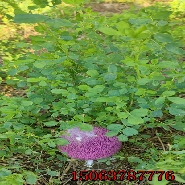 紫花苜蓿草籽遼寧哪里有賣的