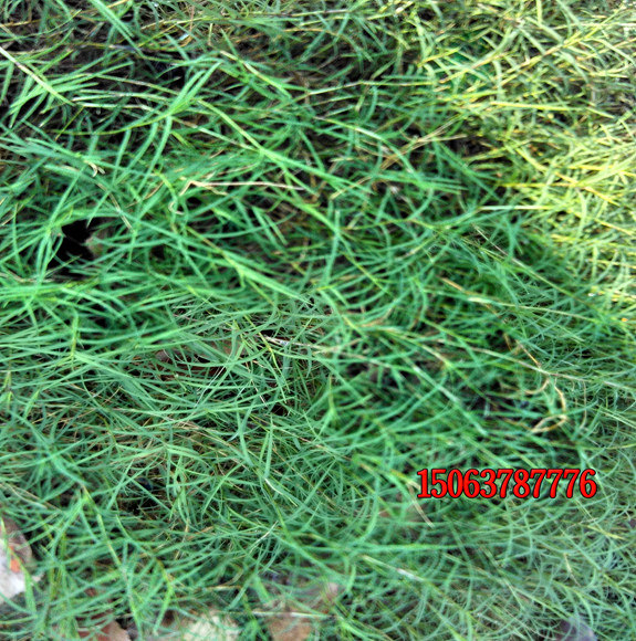 哪個品種的草坪種子比較好?