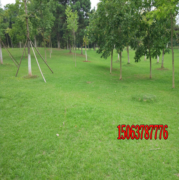 庭院內適合種植什么草坪草？