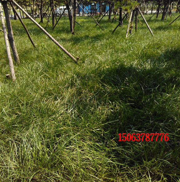 適合公園種植的草坪草有哪些？