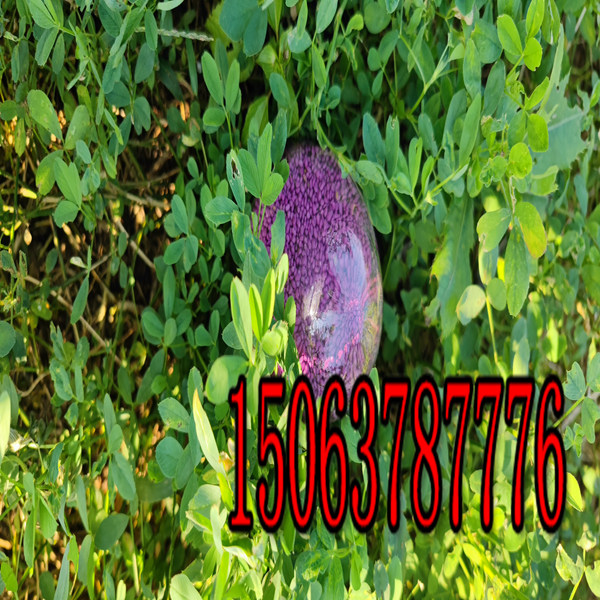 什么地方賣苜蓿草籽