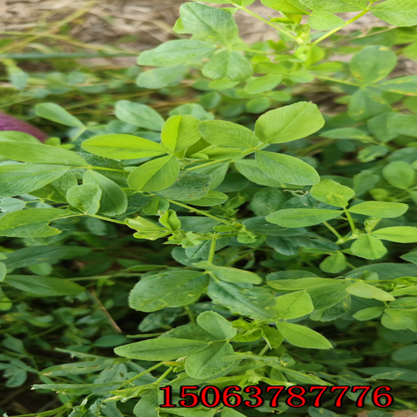 苜蓿草籽***的價格