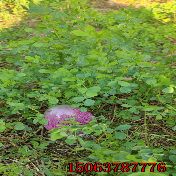 紫花苜蓿草籽能做種子嗎