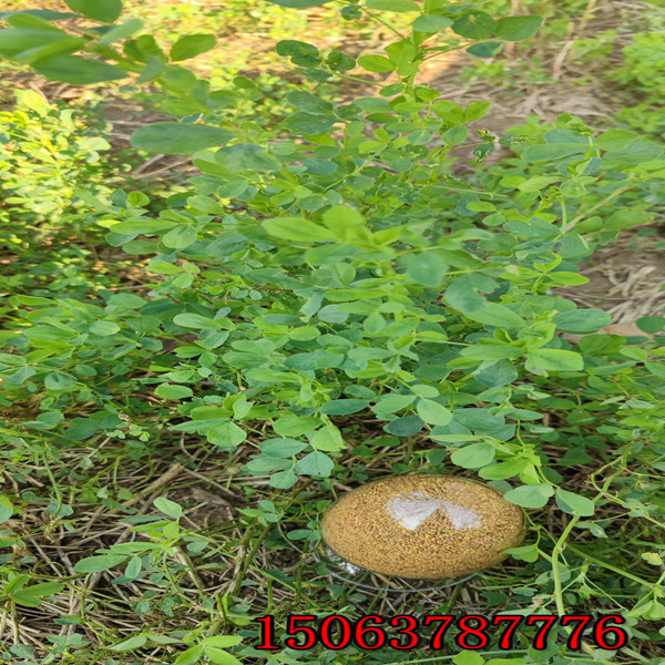 苜蓿草籽一畝需要多少
