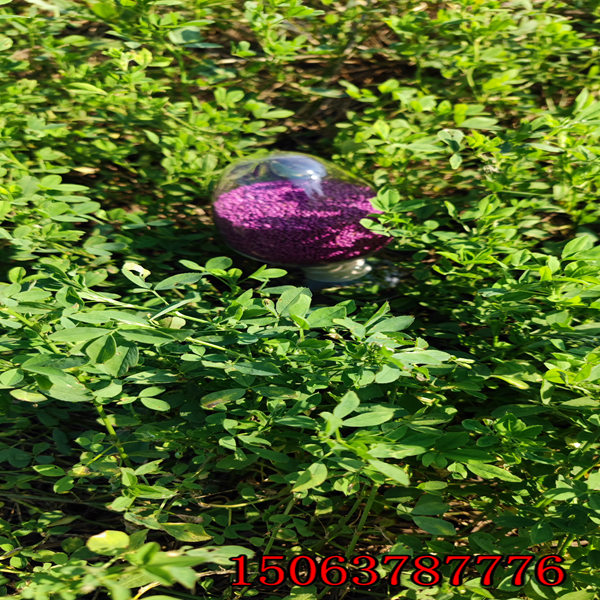 紫花苜蓿草籽幾月播種合適