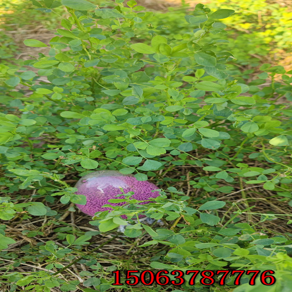 苜蓿草籽朝陽哪里有賣