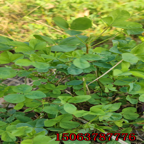 陜西苜蓿草籽