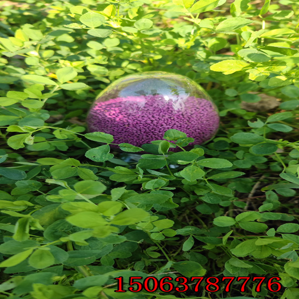 想買紫花苜蓿草籽哪里有賣