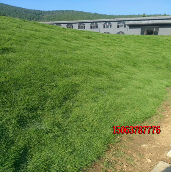 播種護坡草需要注意哪些問題？