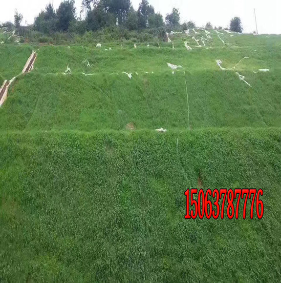 護坡草種植后怎么澆水？