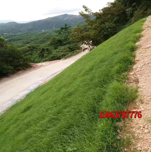 種植護坡草人工撒種怎么撒？