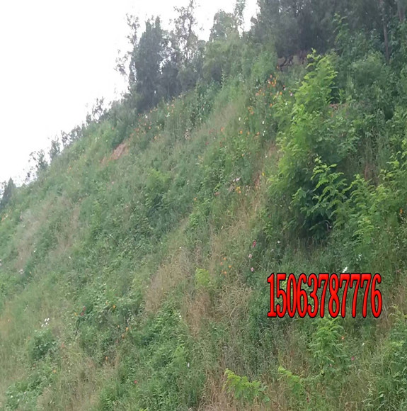 種植護坡草人工撒種怎么撒？