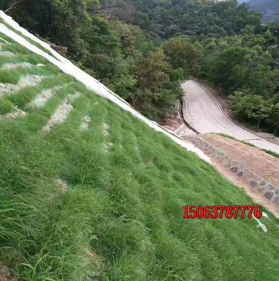 常見的護坡綠化草有哪些？