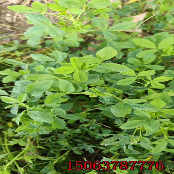 苜蓿草籽價格菊苣價格是多少