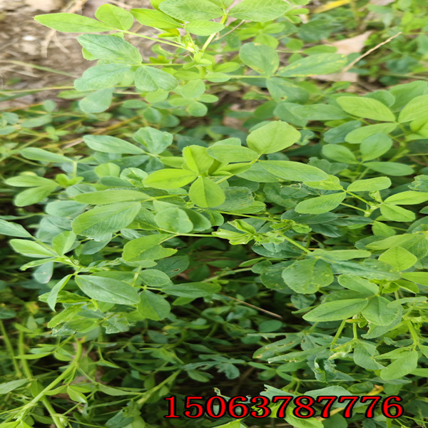 苜蓿草籽在哪里買