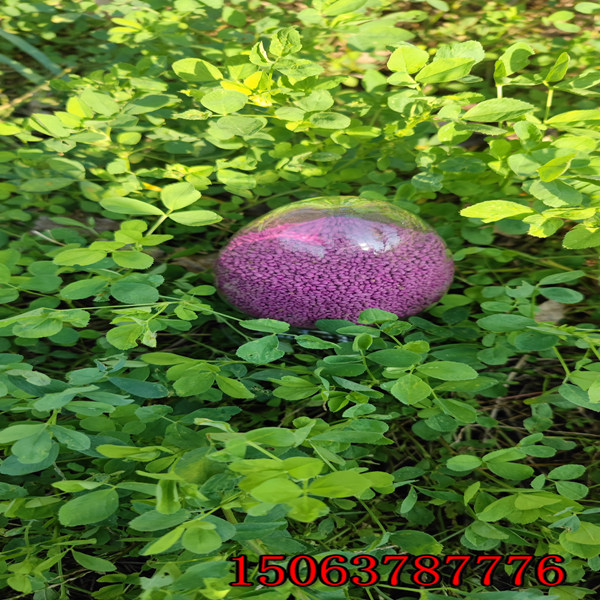 苜蓿草籽哪里有買