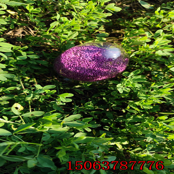 多年生紫花苜蓿草籽