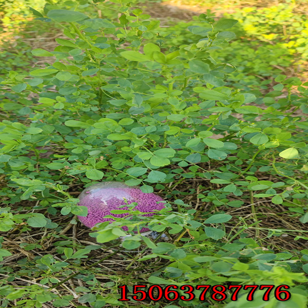 苜蓿草籽多少錢