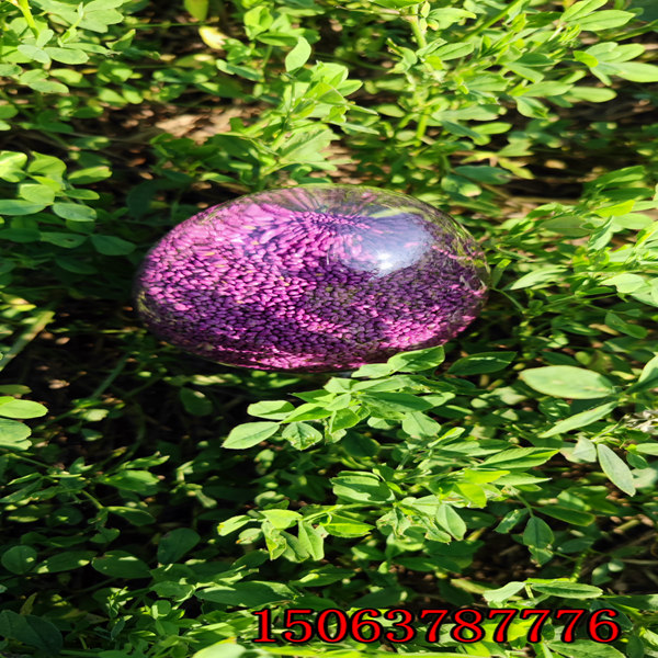 紫花苜蓿草籽是什么樣的