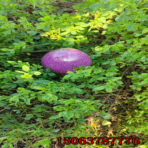 2022年紫花苜蓿草籽價格品種