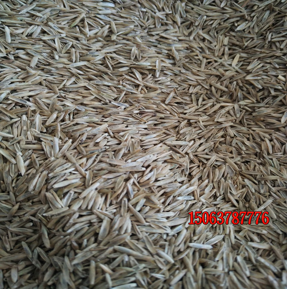 哪里有賣綠化草種子的？
