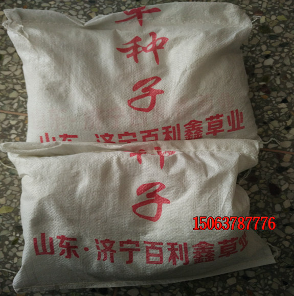 如何選擇合適的綠化草坪種子？