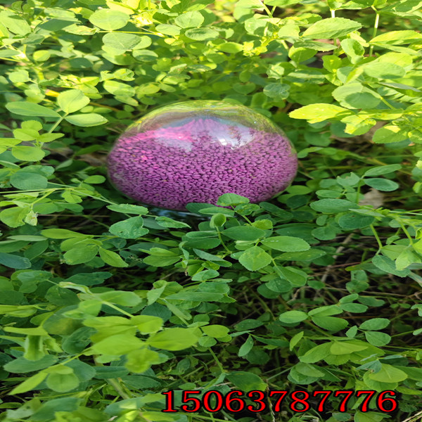 苜蓿草籽哪里買