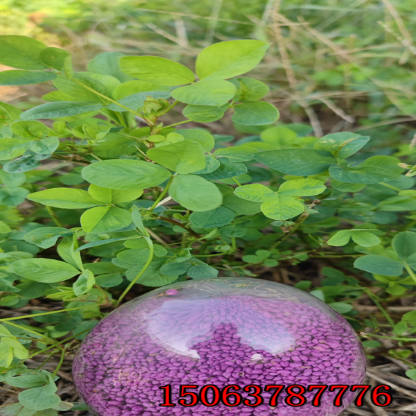 撒播苜蓿草籽